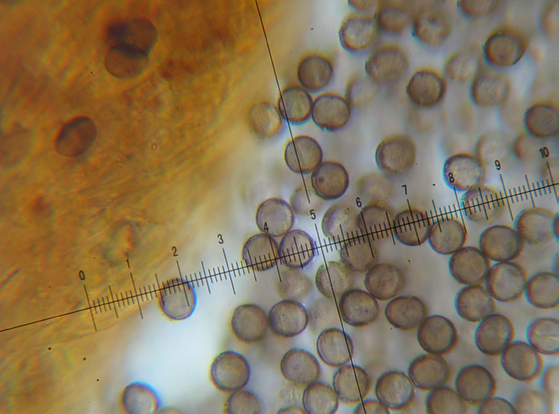 Physarum sp.